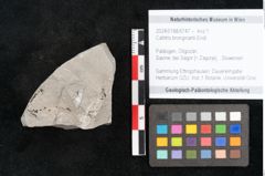 Foto (Objekt + Etikett) von Callitris brongniartii Endl. (NHMW-GEO-2024-0188-6747)